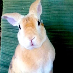 Meet your Posher, Cillford